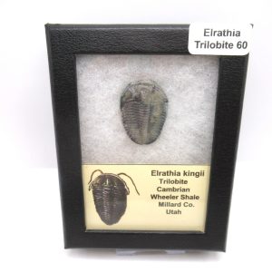 Genuine Cambrian Age Elrathia kingii Trilobite Fossil for Sale from Utah #60