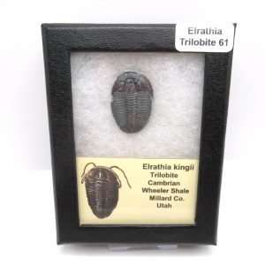 Genuine Cambrian Age Elrathia kingii Trilobite Fossil for Sale from Utah #61