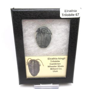 Genuine Cambrian Age Elrathia kingii Trilobite Fossil for Sale from Utah #67