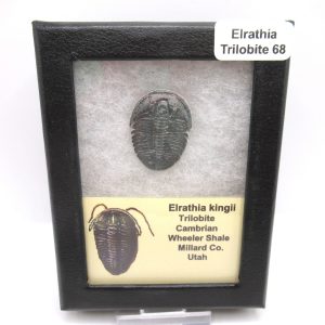 Genuine Cambrian Age Elrathia kingii Trilobite Fossil for Sale from Utah #68