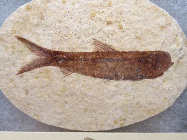 Genuine Eocene Age Knightea Fish Fossil for Sale from Wyoming #41a