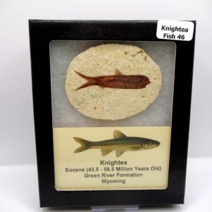 Genuine Eocene Age Knightea Fish Fossil for Sale from Wyoming #46