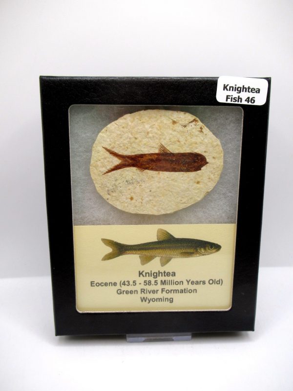 Genuine Eocene Age Knightea Fish Fossil for Sale from Wyoming #46