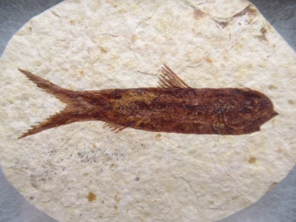 Genuine Eocene Age Knightea Fish Fossil for Sale from Wyoming #46a