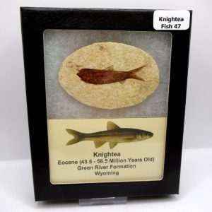 Genuine Eocene Age Knightea Fish Fossil for Sale from Wyoming #47