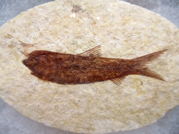 Genuine Eocene Age Knightea Fish Fossil for Sale from Wyoming #47a