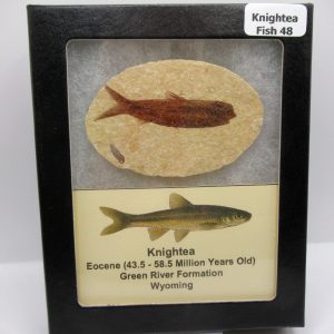 Genuine Eocene Age Knightea Fish Fossil for Sale from Wyoming #48