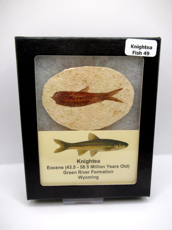 Genuine Eocene Age Knightea Fish Fossil for Sale from Wyoming #49