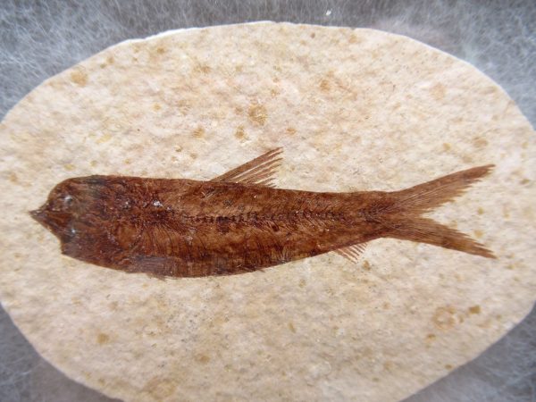 Genuine Eocene Age Knightea Fish Fossil for Sale from Wyoming #49a