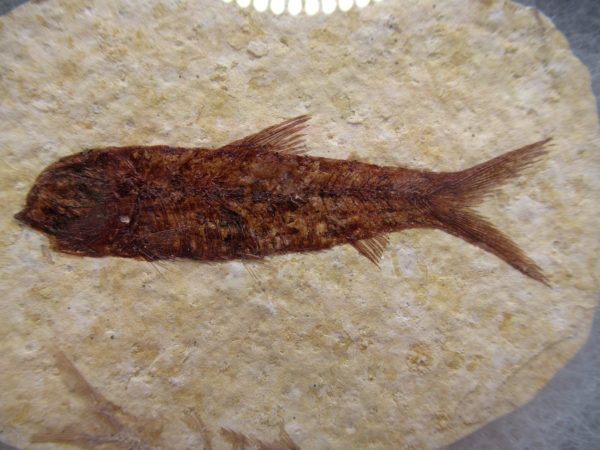 Genuine Eocene Age Knightea Fish Fossil for Sale from Wyoming #50a