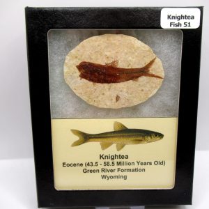 Genuine Eocene Age Knightea Fish Fossil for Sale from Wyoming #51