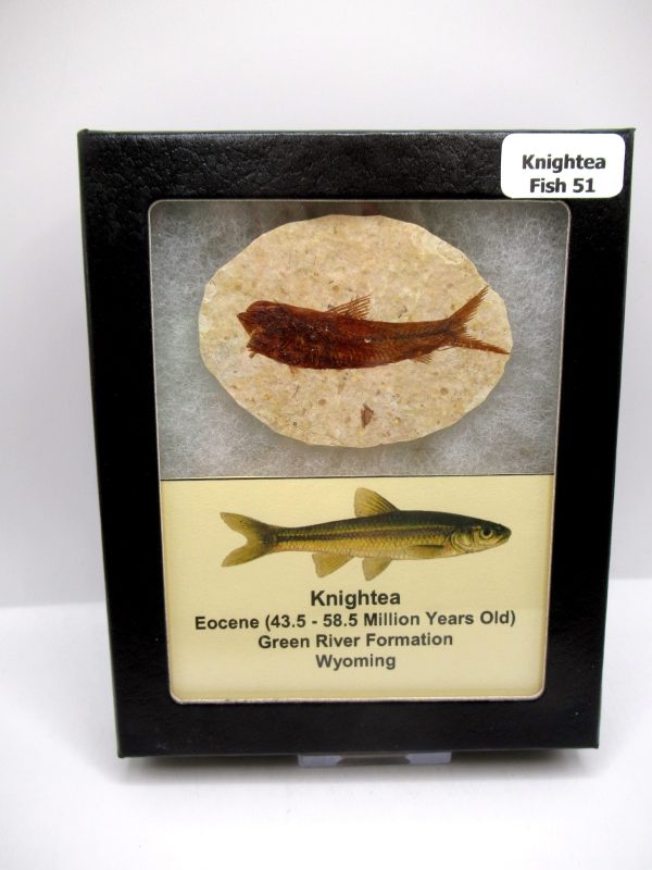 Genuine Eocene Age Knightea Fish Fossil for Sale from Wyoming #51