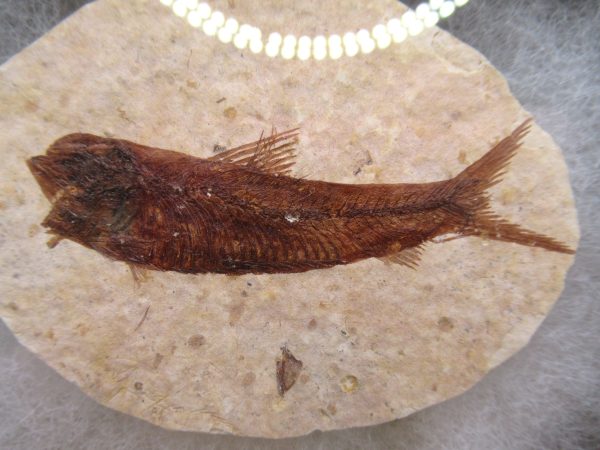 Genuine Eocene Age Knightea Fish Fossil for Sale from Wyoming #51a