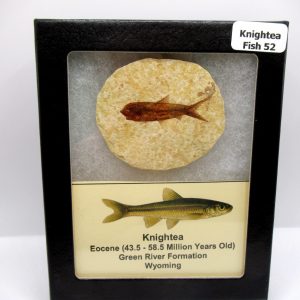 Genuine Eocene Age Knightea Fish Fossil for Sale from Wyoming #52