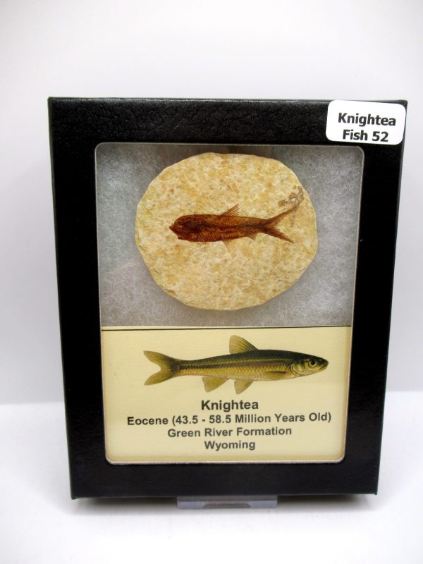 Genuine Eocene Age Knightea Fish Fossil for Sale from Wyoming #52