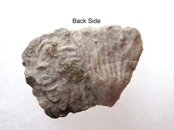 Genuine Mississippian Age Gilmore City Crinoid Fossil for Sale from Iowa #135b