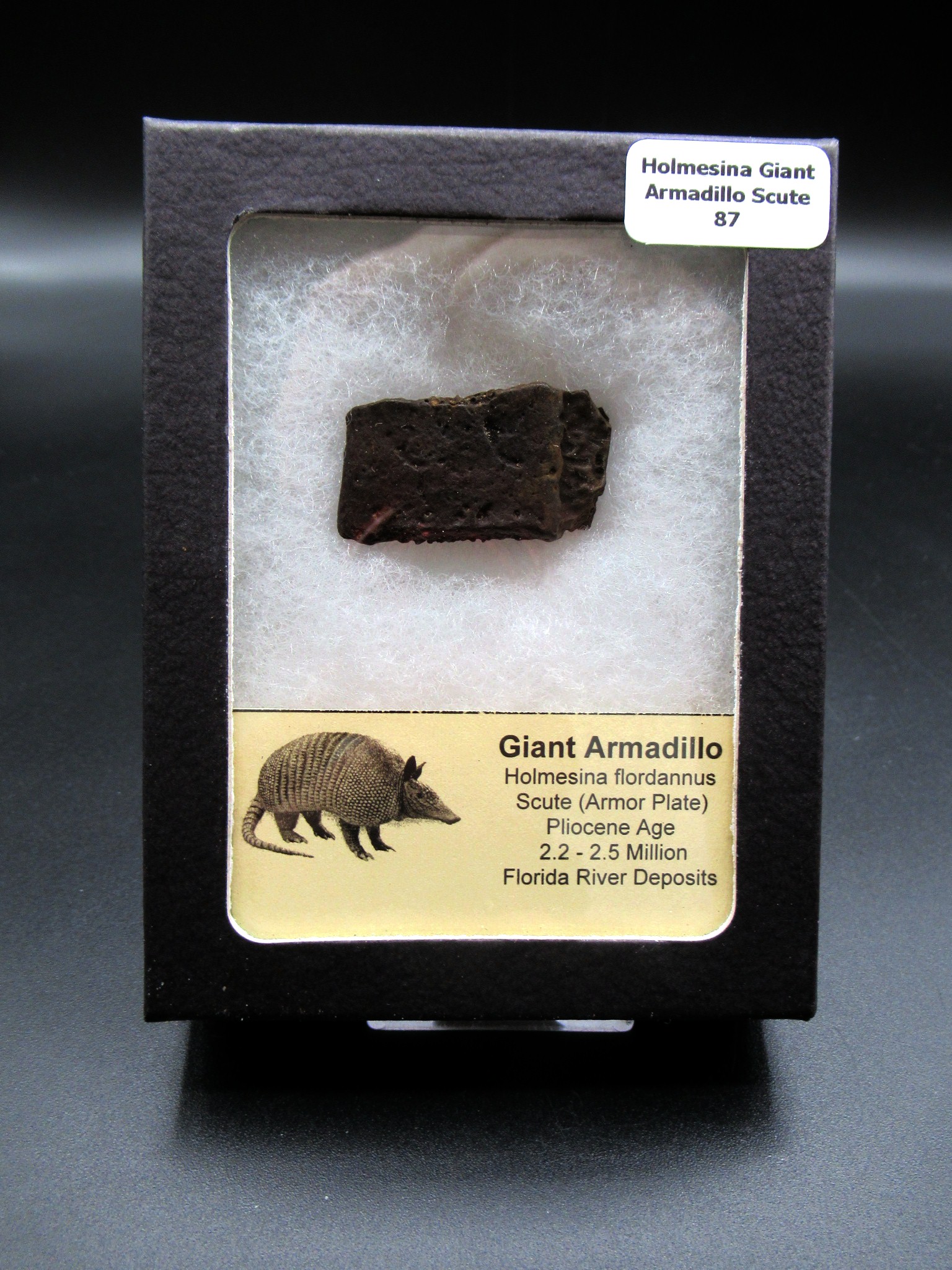 Florida Pleistocene Holmesina Armadillo Scute 87 | Fossils for Sale
