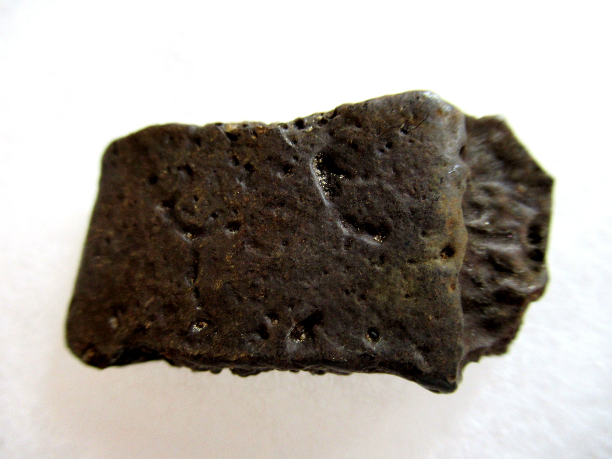 Florida Pleistocene Holmesina Armadillo Scute 87a | Fossils for Sale