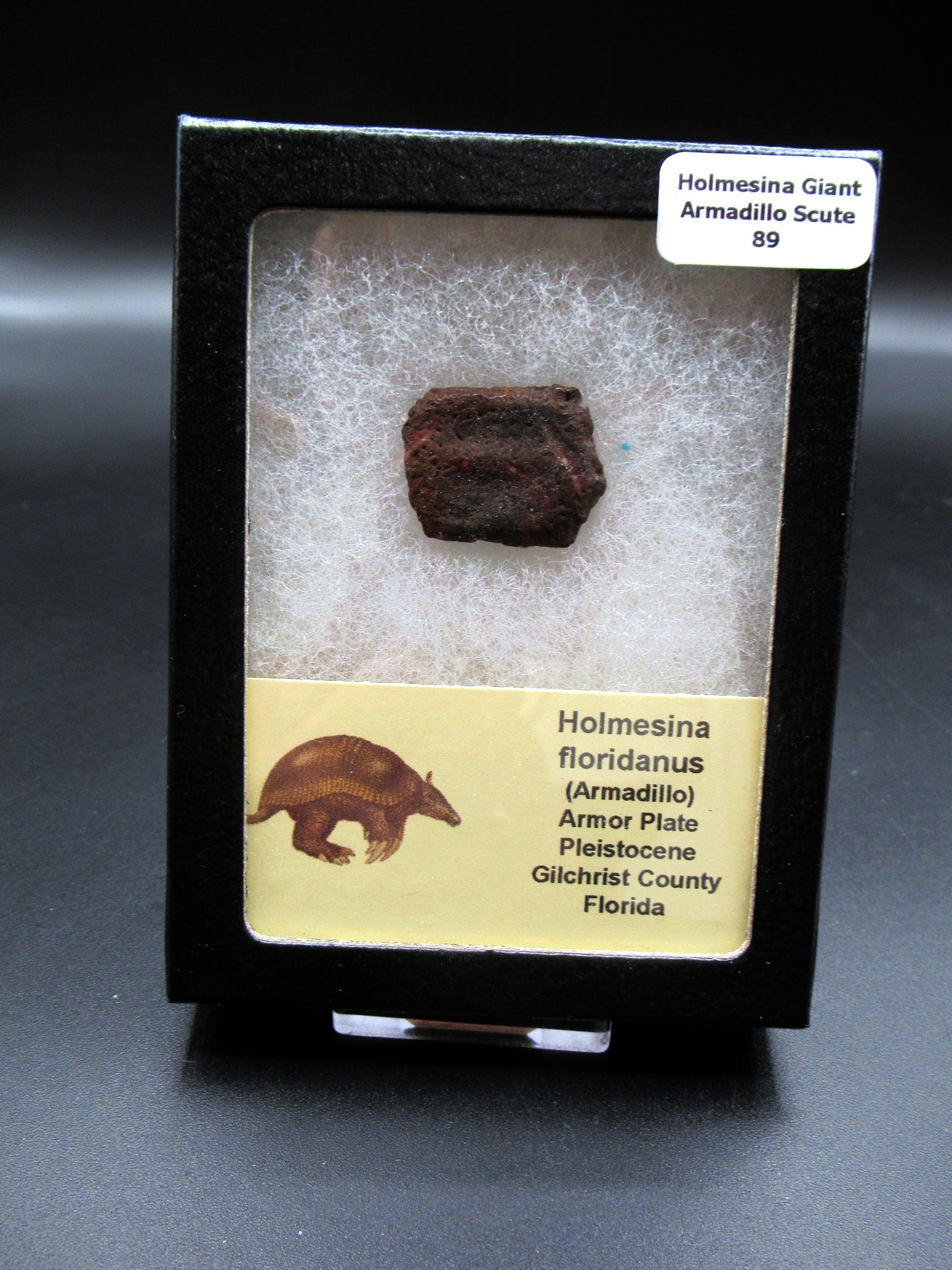 Florida Pleistocene Holmesina Armadillo Scute 89 | Fossils for Sale