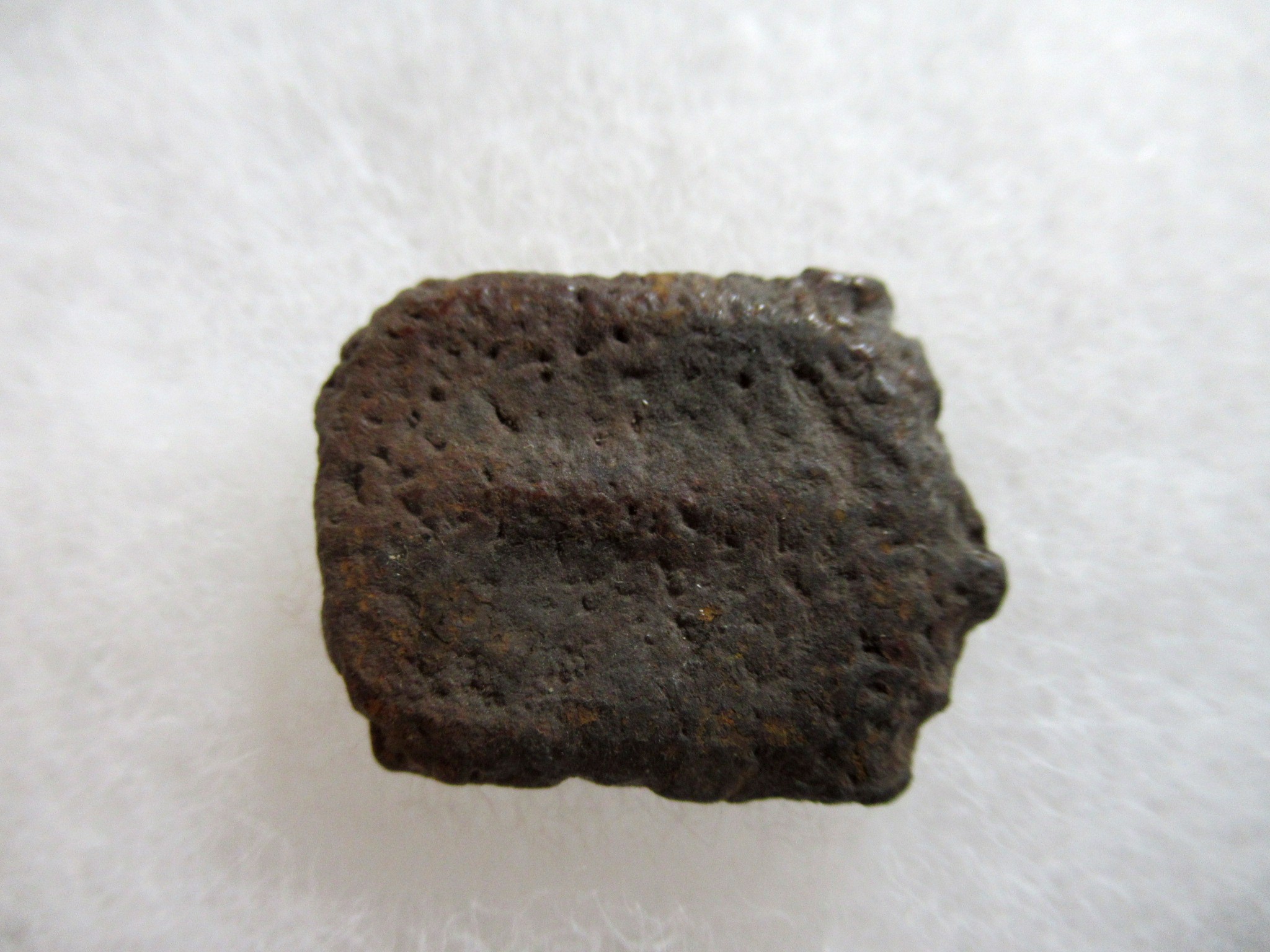 Florida Pleistocene Holmesina Armadillo Scute 89a | Fossils for Sale