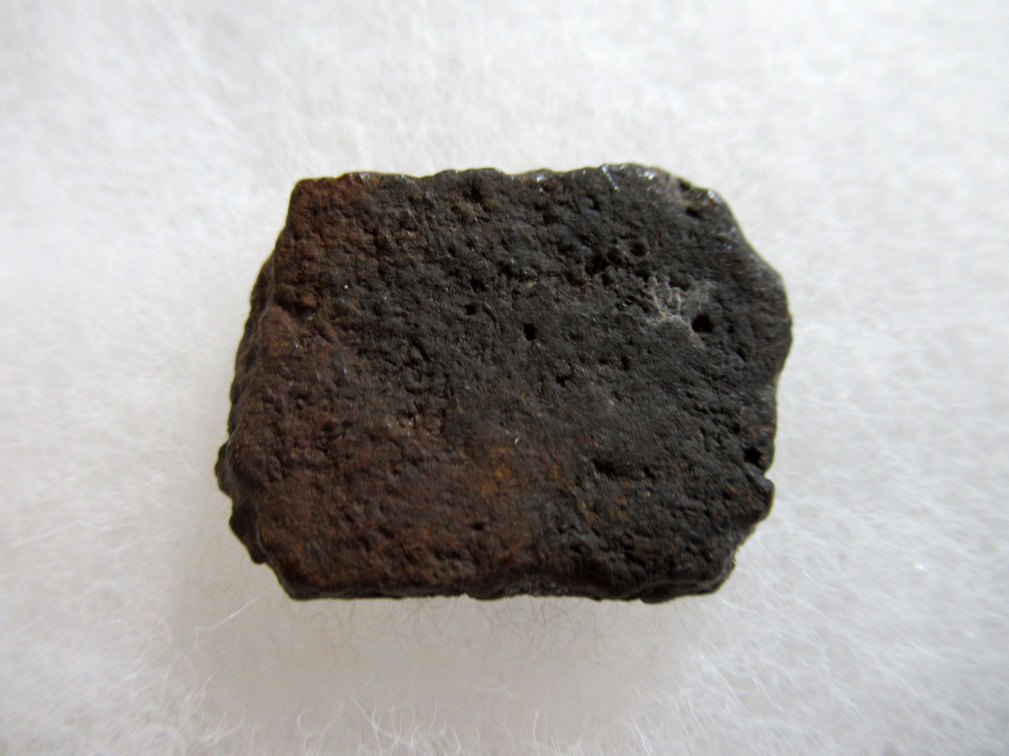 Florida Pleistocene Holmesina Armadillo Scute 89b | Fossils for Sale