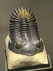 Trilobites for Sale