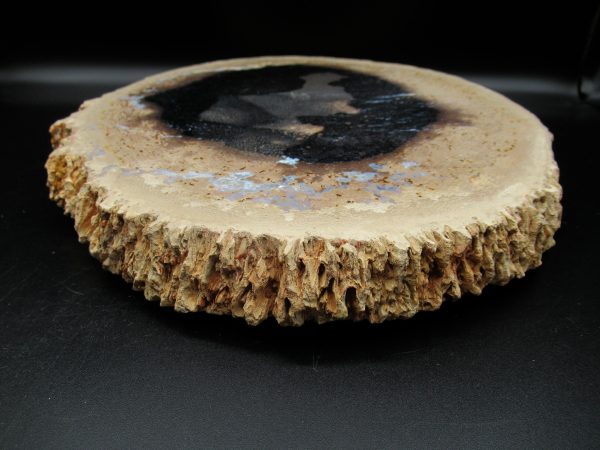 Genuine Oligocene Age Petrified Palm Wood Fossil for Sale from Indonesia #1i