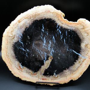 Genuine Oligocene Age Petrified Palm Wood Fossil for Sale from Indonesia #4