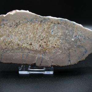 Genuine Cretaceous Age Dinosaur Bone Slab For Sale From Morocco #28