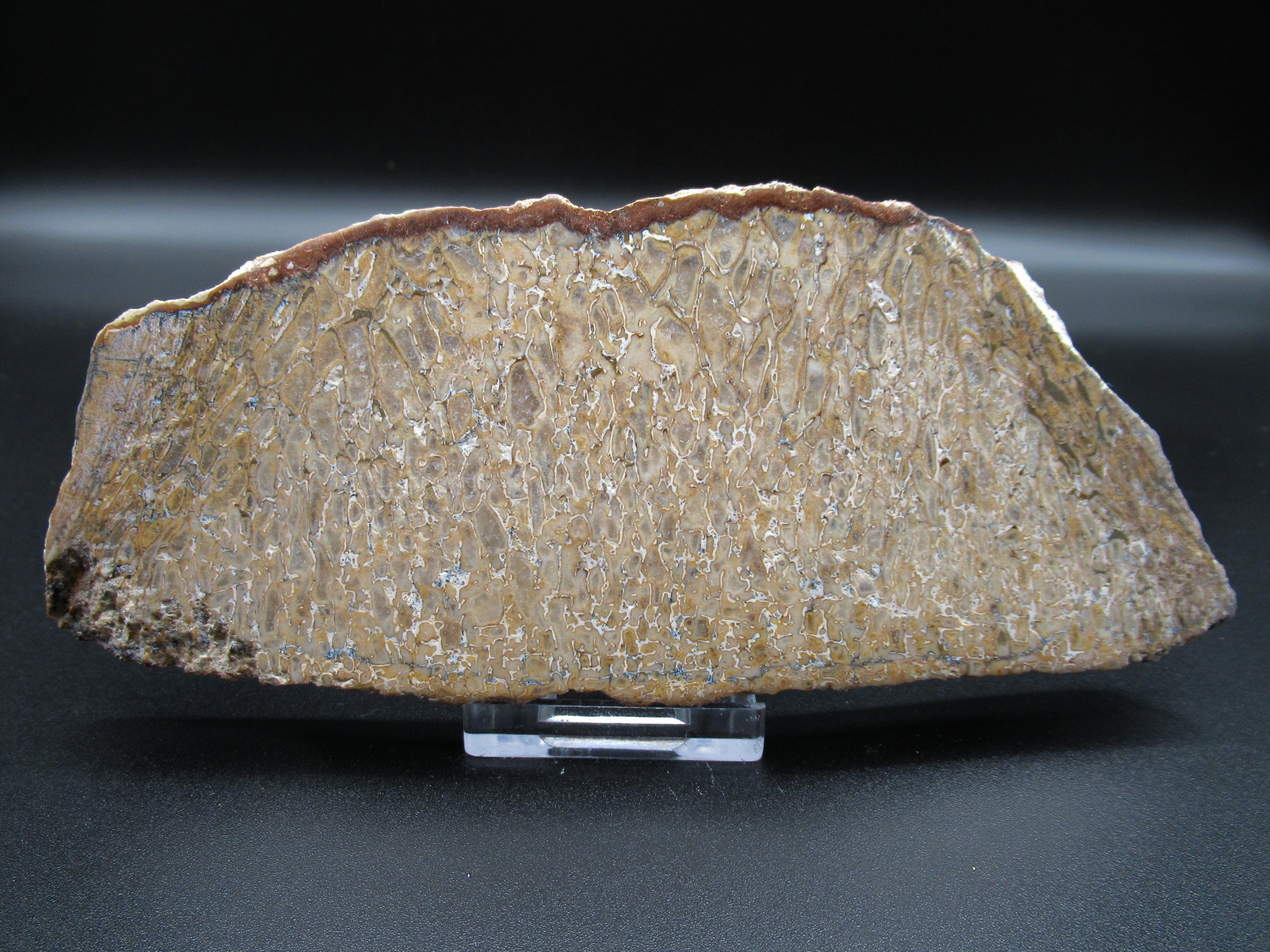 Morocco Cretaceous Dinosaur Bone Slab 29 | Fossils for Sale Genuine Cretaceous Age Dinosaur Bone Slab For Sale From Morocco #29