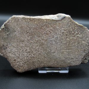 Genuine Cretaceous Age Dinosaur Bone Slab For Sale From Morocco #30