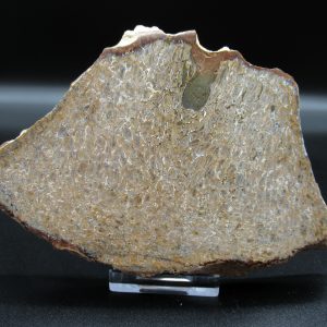 Genuine Cretaceous Age Dinosaur Bone Slab For Sale From Morocco #31