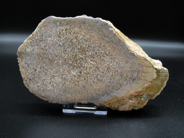 Genuine Cretaceous Age Dinosaur Bone Slab For Sale From Morocco #37a