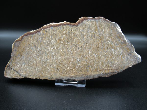 Genuine Cretaceous Age Dinosaur Bone Slab For Sale From Morocco #40a