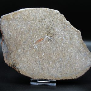 Genuine Cretaceous Age Dinosaur Bone Slab For Sale From Morocco #41