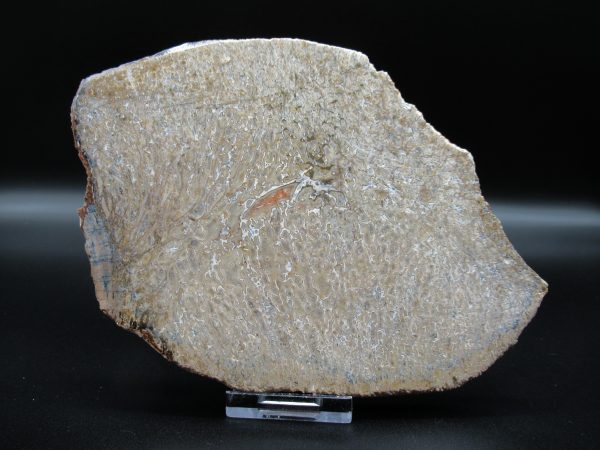 Genuine Cretaceous Age Dinosaur Bone Slab For Sale From Morocco #41