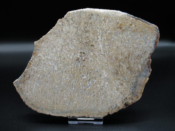 Genuine Cretaceous Age Dinosaur Bone Slab For Sale From Morocco #41a