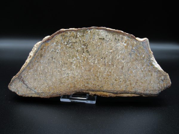 Genuine Cretaceous Age Dinosaur Bone Slab For Sale From Morocco #42a