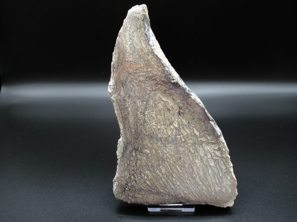 Genuine Cretaceous Age Dinosaur Bone Slab For Sale From Morocco #44