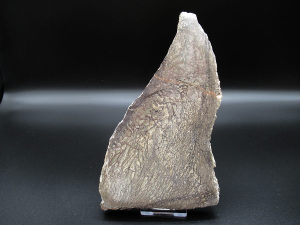 Genuine Cretaceous Age Dinosaur Bone Slab For Sale From Morocco #44a