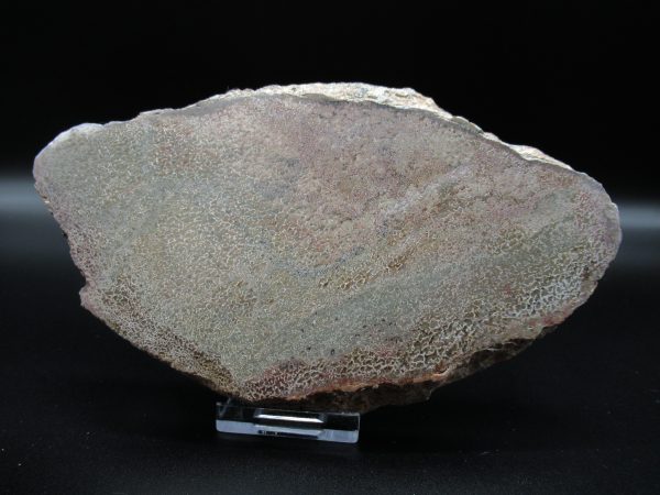 Genuine Cretaceous Age Dinosaur Bone Slab For Sale From Morocco #45a