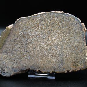 Genuine Cretaceous Age Dinosaur Bone Slab For Sale From Morocco #46