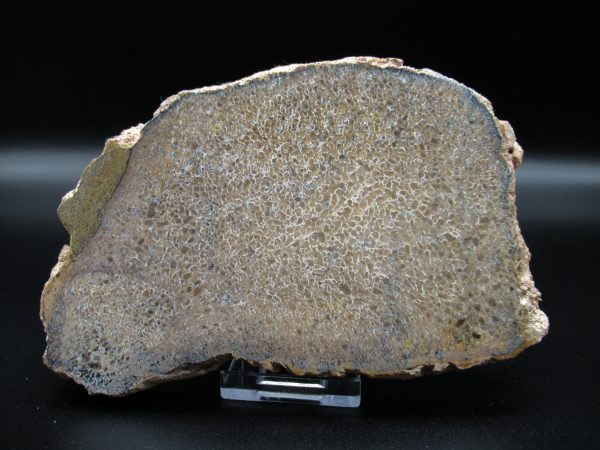 Genuine Cretaceous Age Dinosaur Bone Slab For Sale From Morocco #46