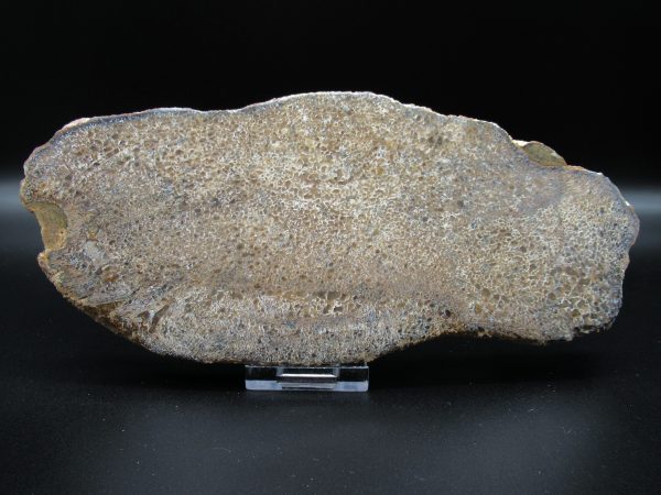 Genuine Cretaceous Age Dinosaur Bone Slab For Sale From Morocco #48a