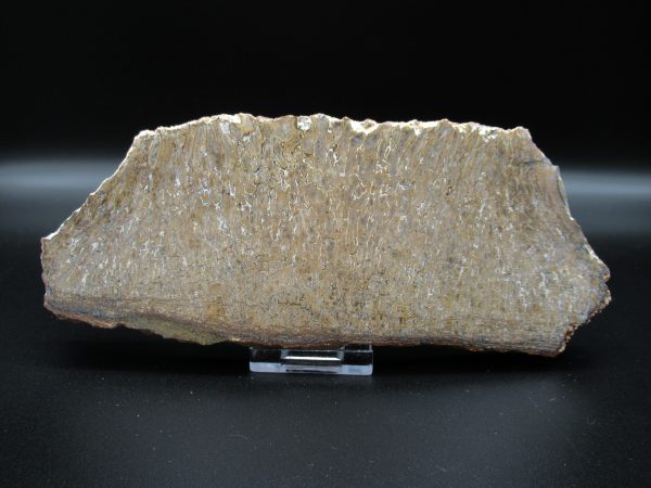 Genuine Cretaceous Age Dinosaur Bone Slab For Sale From Morocco #49