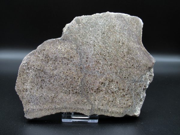 Genuine Cretaceous Age Dinosaur Bone Slab For Sale From Morocco #50a