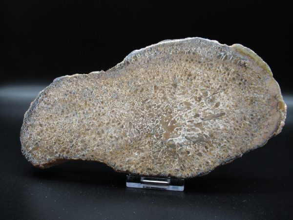 Genuine Cretaceous Age Dinosaur Bone Slab For Sale From Morocco #51a