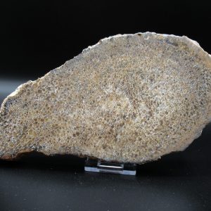 Genuine Cretaceous Age Dinosaur Bone Slab For Sale From Morocco #53