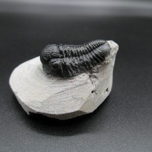 Genuine Devonian Age Gerastos Trilobite Fossils for Sale from Morocco #32