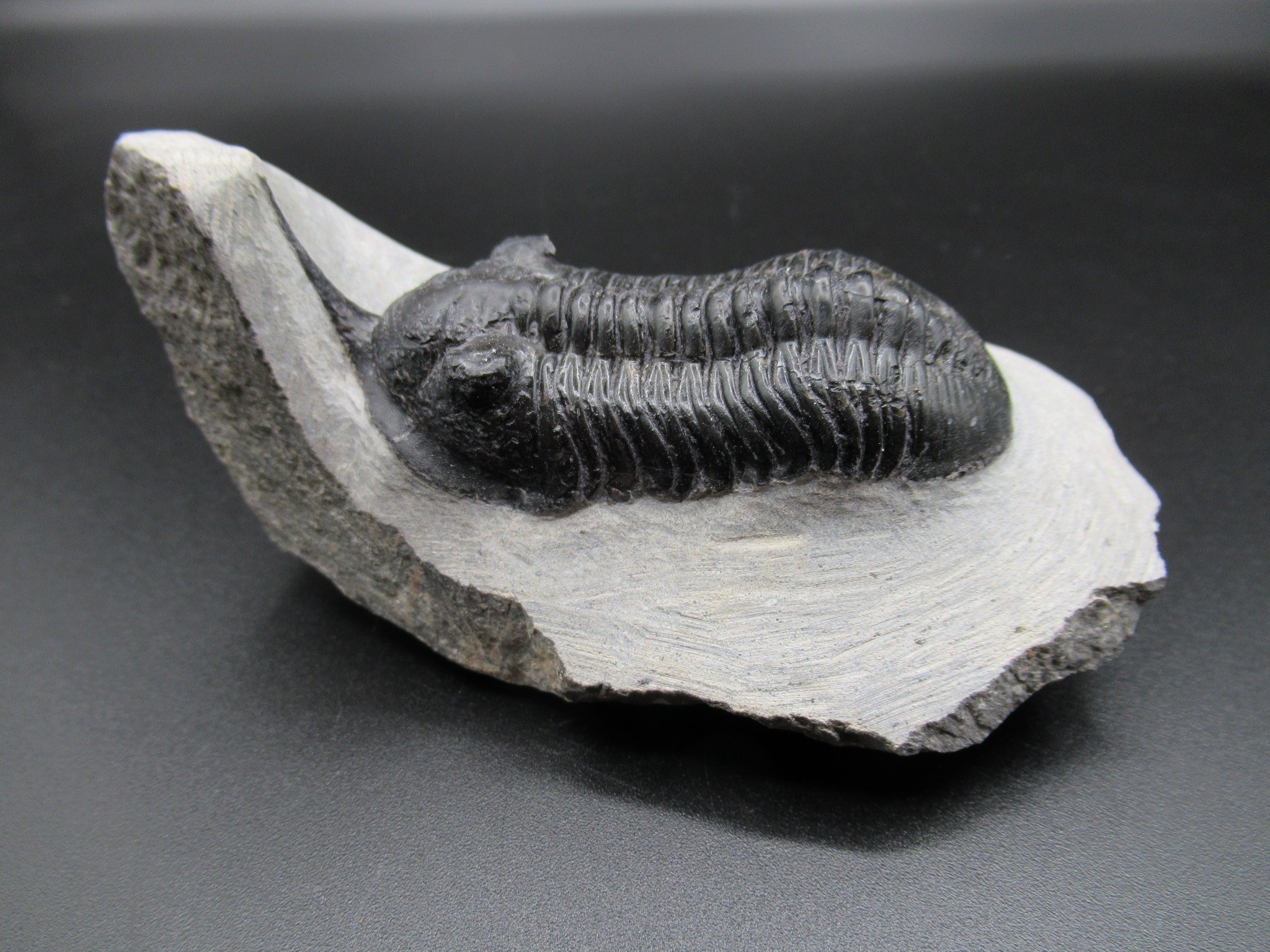Morocco Devonian Moroccanites Trilobite 17 | Fossils for Sale Genuine Devonian Age Moroccanites Trilobite Fossils for Sale from Morocco #17